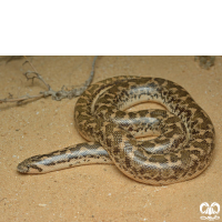 گونه مار بوآی شنی باریک Slender Sand Boa